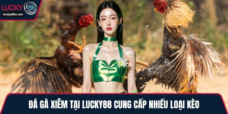 Đá gà xiêm tại LUCKY88 cung cấp nhiều loại kèo